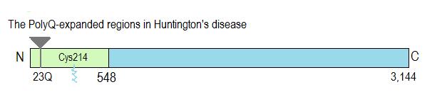 The Huntingtin protein